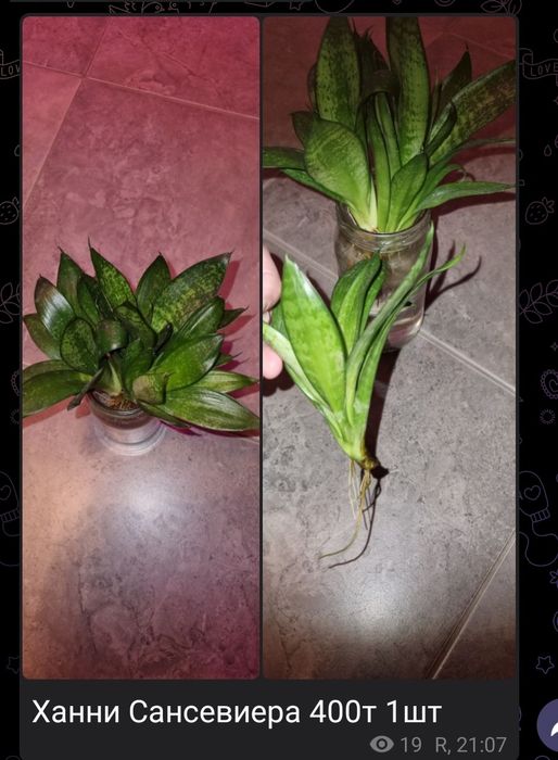 Цветы от 200 до 2500