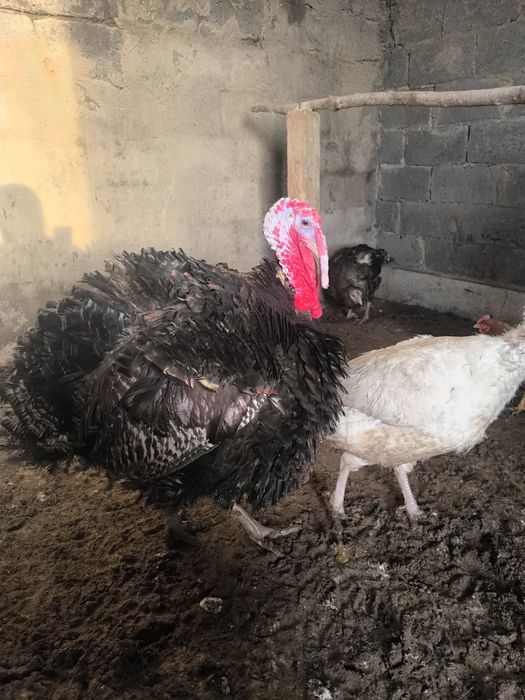 Продам семью индюков