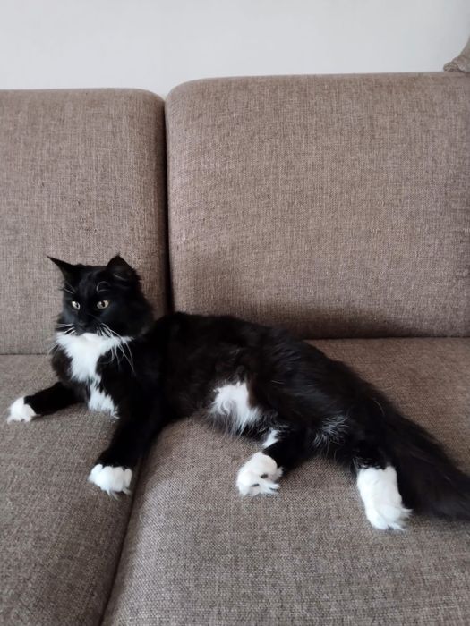 Красивущая леди кошка ищет дом!