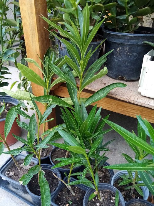 Олеандър  в саксия