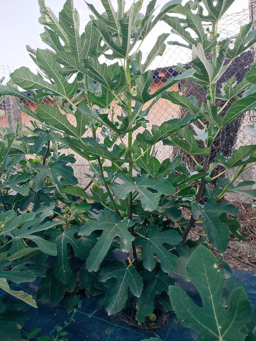 Smochini puieți și smochine proaspete