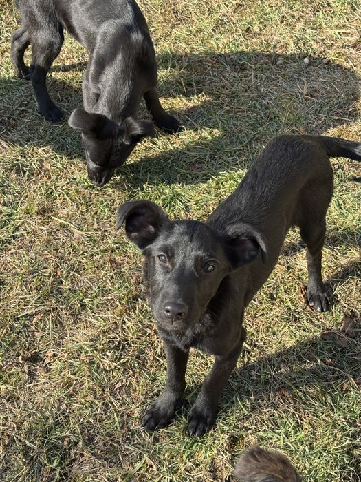 Осинови кученце