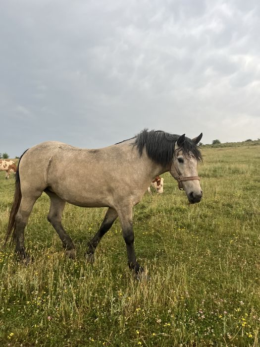 Iapă de 3 ani de vanzare