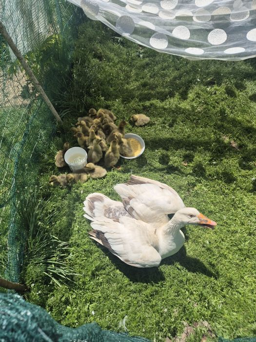 Vand boboci gasca romaneasca