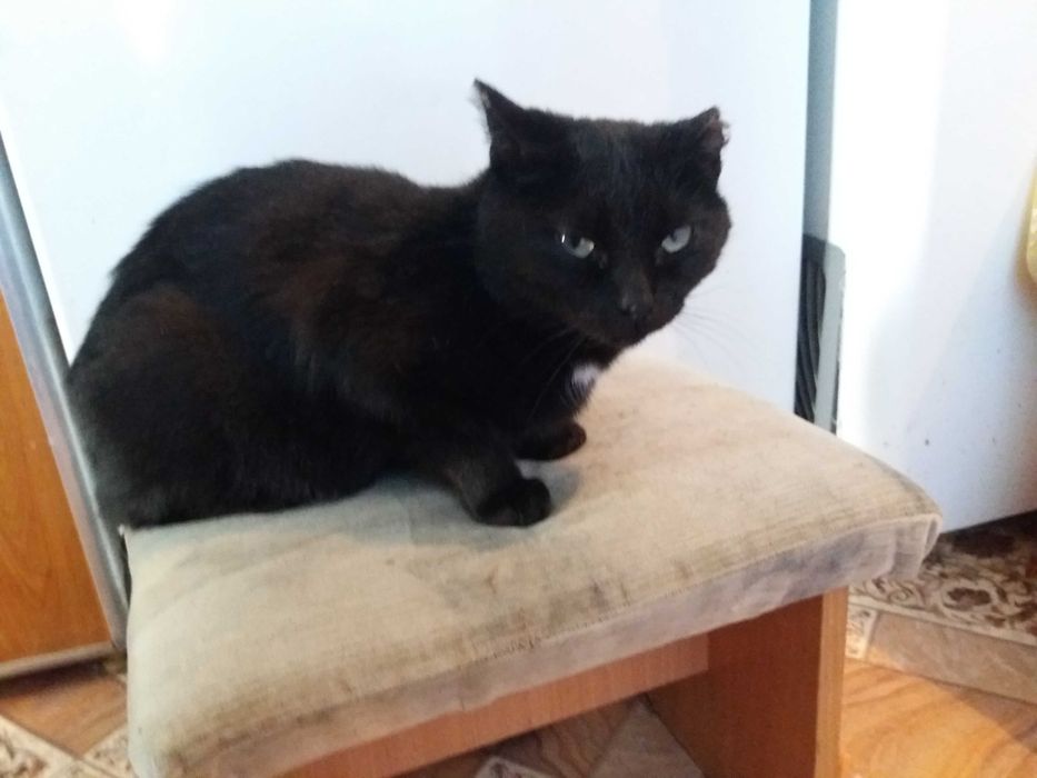 Отдам котят в хорошие руки