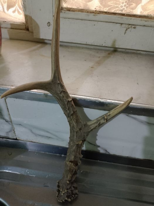 Кийик шохи, табиий