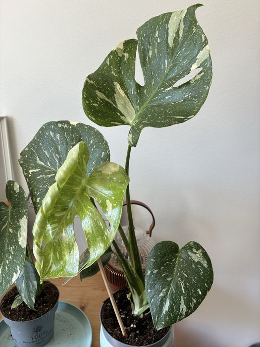 Монстера делисиоза thai constellation тайландско съзвездие monstera deliciosa делисиоза