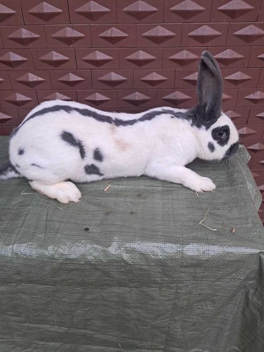 Vand Fluture german rasa pura maturi si pui !