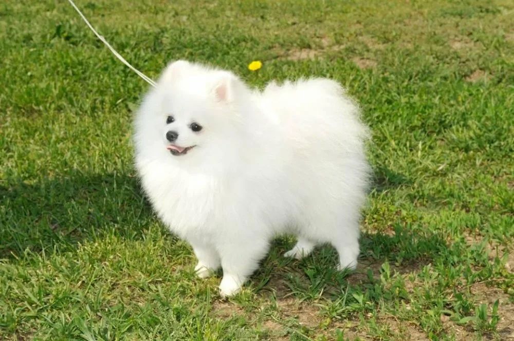 Шпиц на вязку мальчик