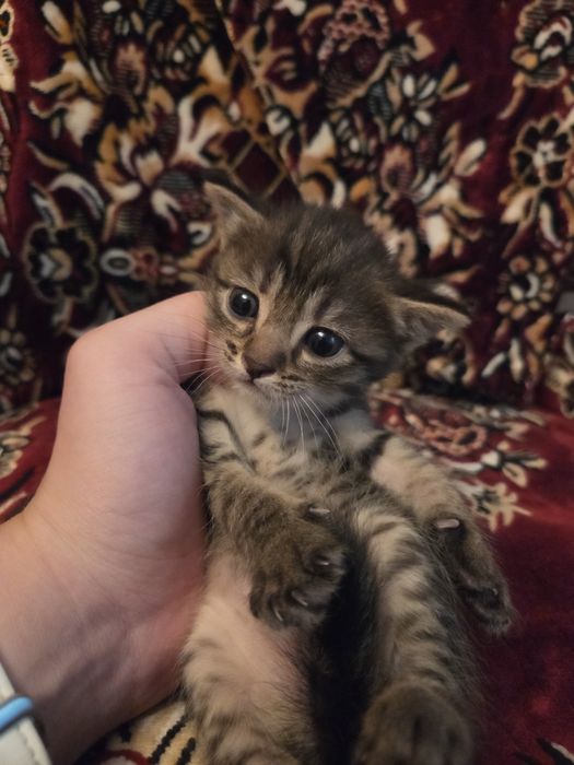 Котята бесплатно