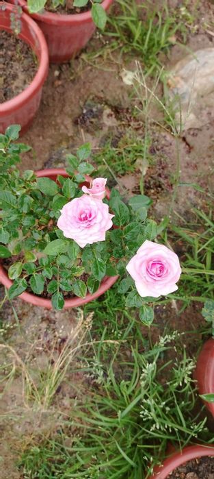 Xar hil turdagi Atirgullar Pulyush gullari