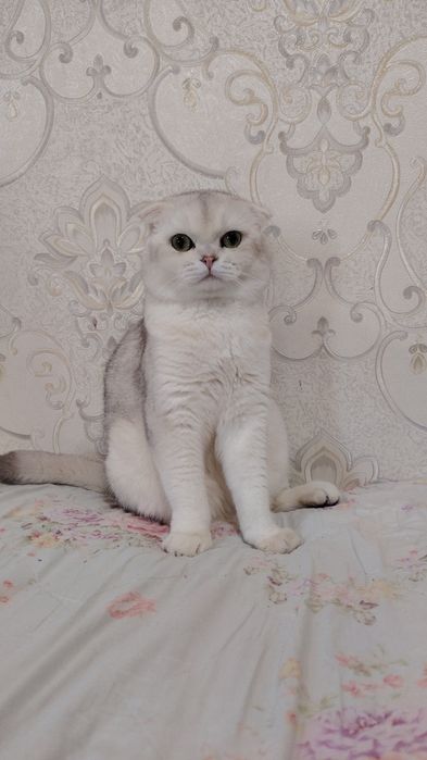 Viyaska biritanski shinshilla folt Narhini kelishamiz