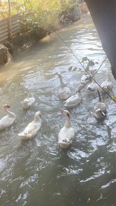 Gʻoz sotiladi 11 dona