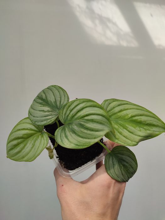 Филодендрон мамэй