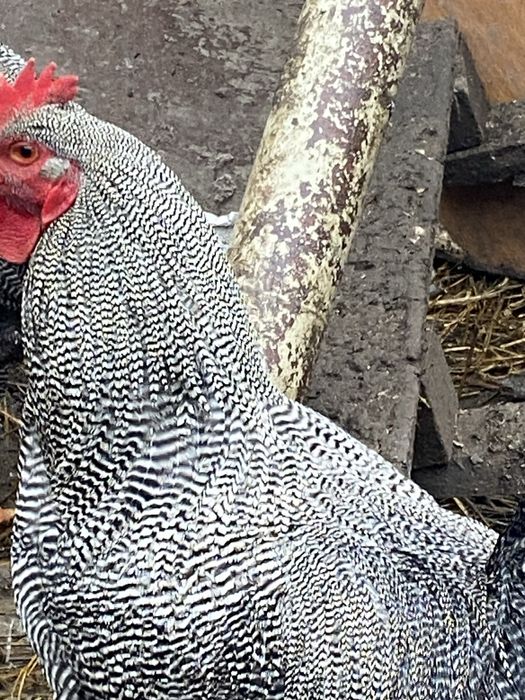 De dat cocosi plaimont rok barat si brahma