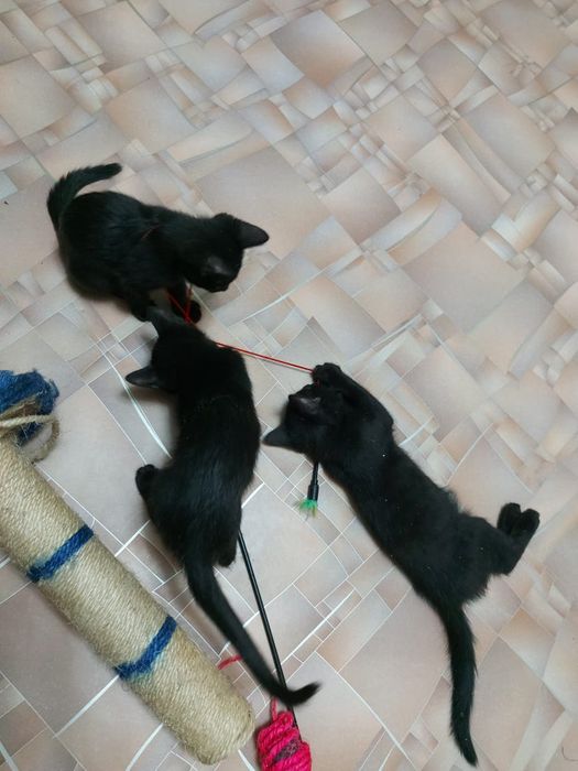 Котята 3мес мальчики