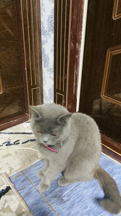 Скотч страит аёл