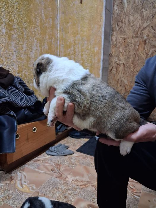 Щенки САО (алабай)