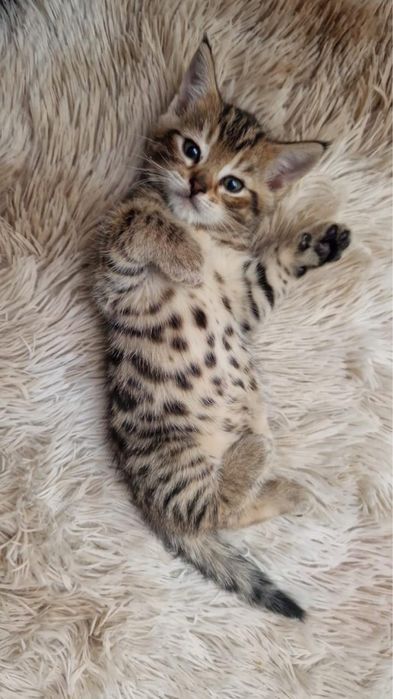 Котенок  мальчик