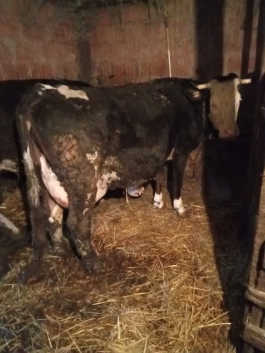 Vacă de lapte fătată de curând