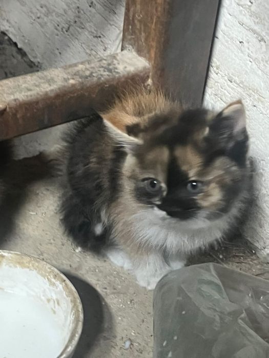 отдам в хорошие руки