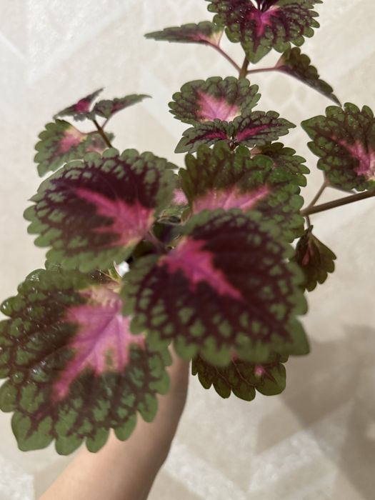 Колеус, комнатные цветы