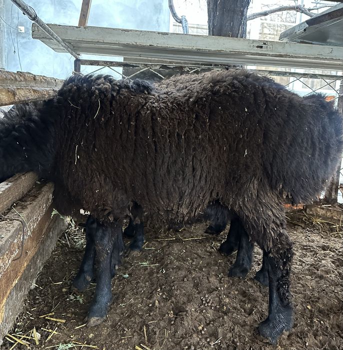Qo‘zi qochqorlar sotiladi, faqat toza mahsulot bilan boqilgan.