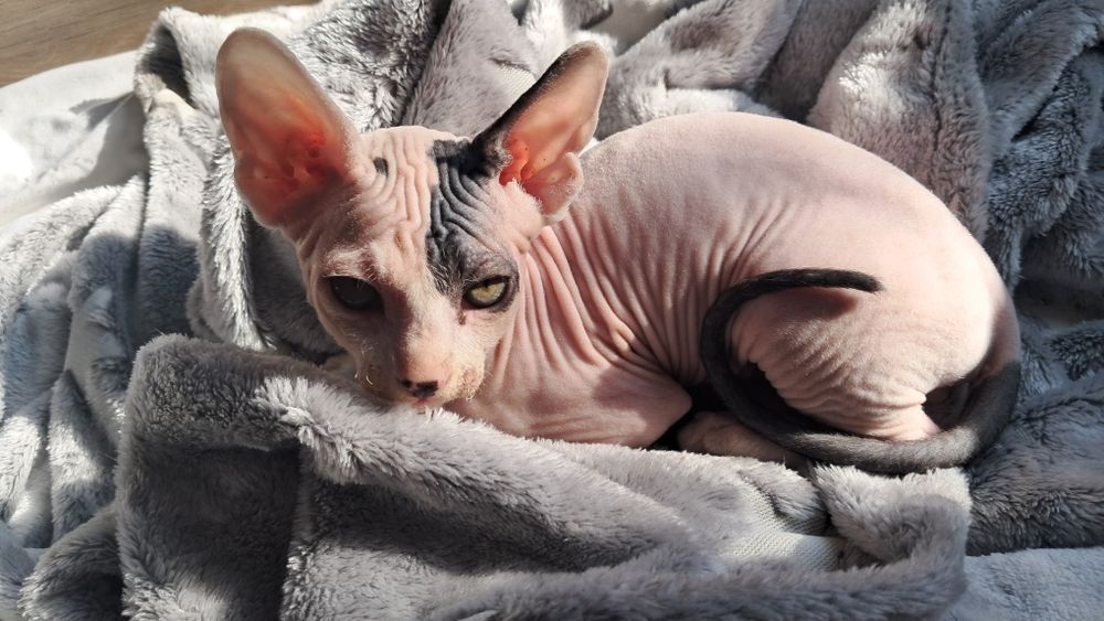 Канадский сфинкс