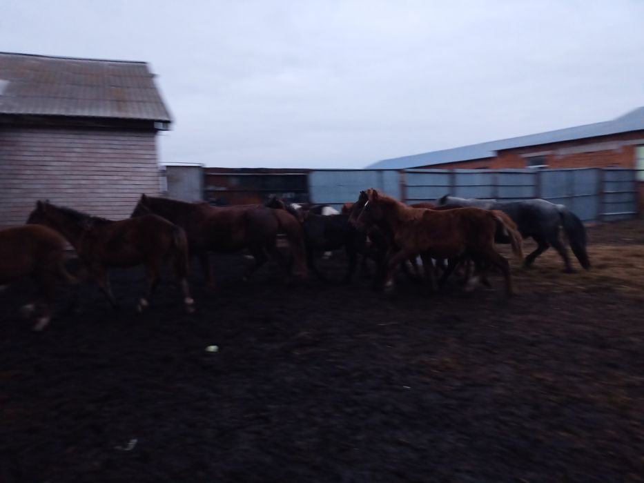 Продам , жеребят