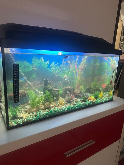 Acvariu complet echipat, foarte bine întreținut