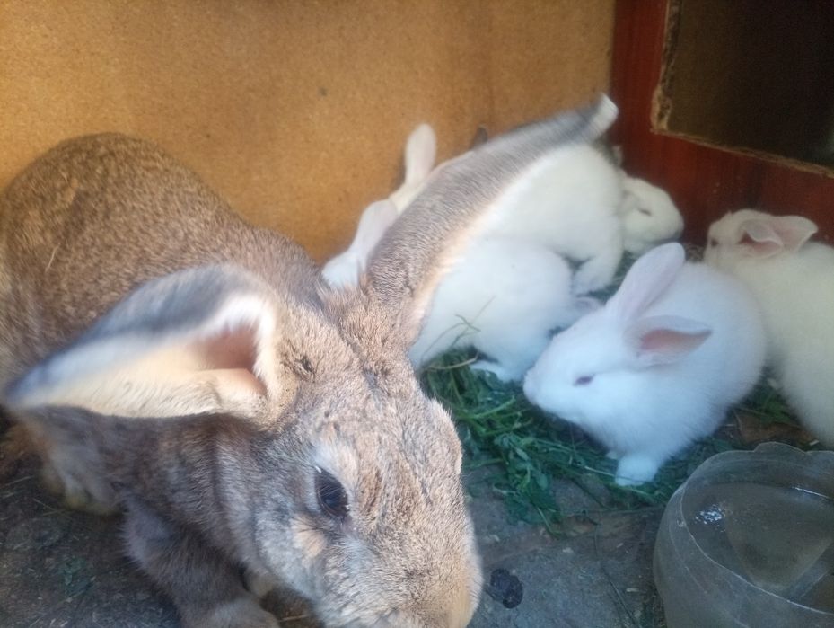 Қойан  қойан  қойан