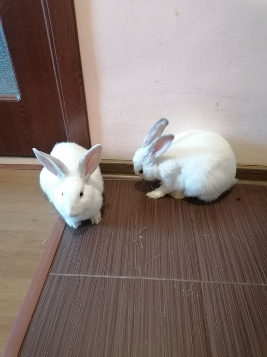 Iepuri de apartament