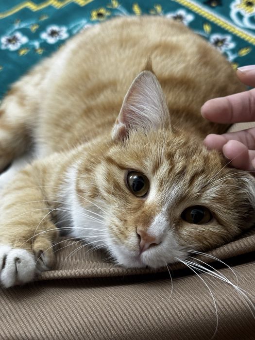 Передержка кошек в Бухаре , гостиница дом для кошек