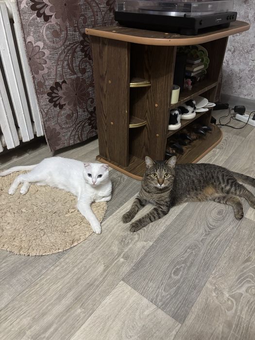 Передержка кошек и котов