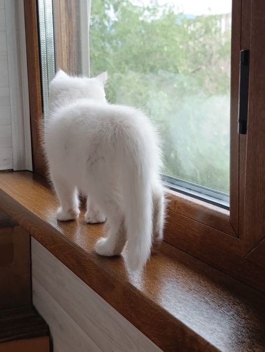 Ищу дом для котиков