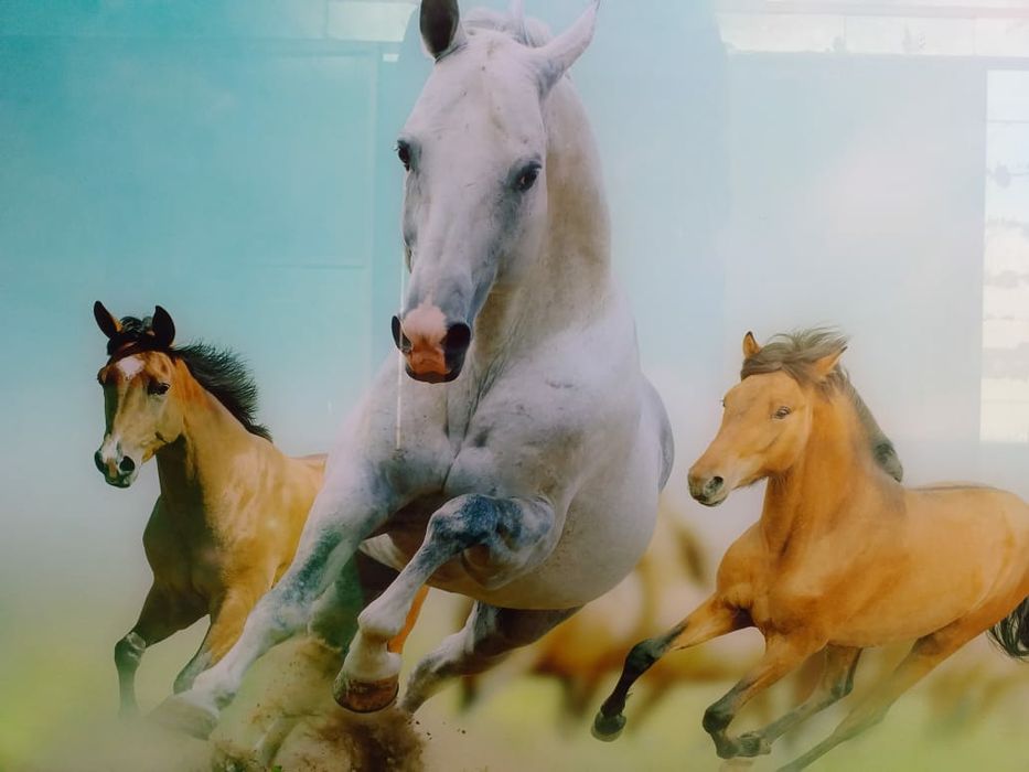 Интерьерные картины