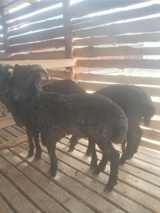 Қой тоқты сатылады