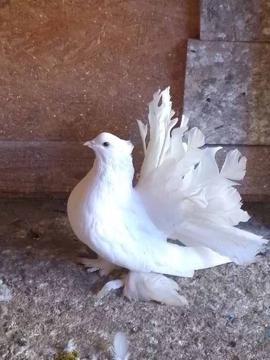 Porumbei voltați indieni