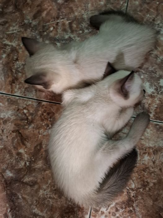 Большая компания весёлых котят !