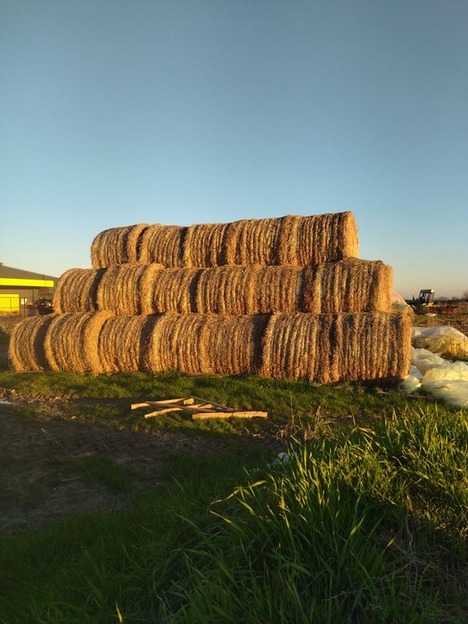 Бали ечемична ,житна слама и царевичак