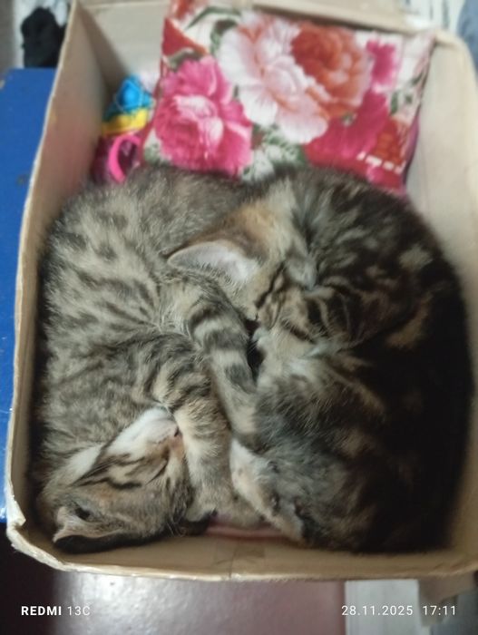 Отдам даром котят