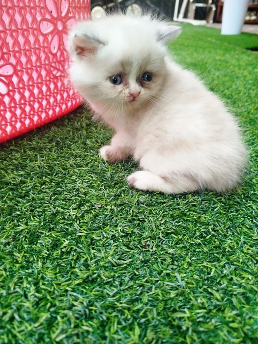 Mushuk bolalari sotiladi