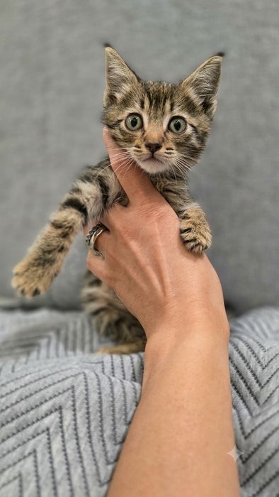 Отдам котёнка в добрые руки!