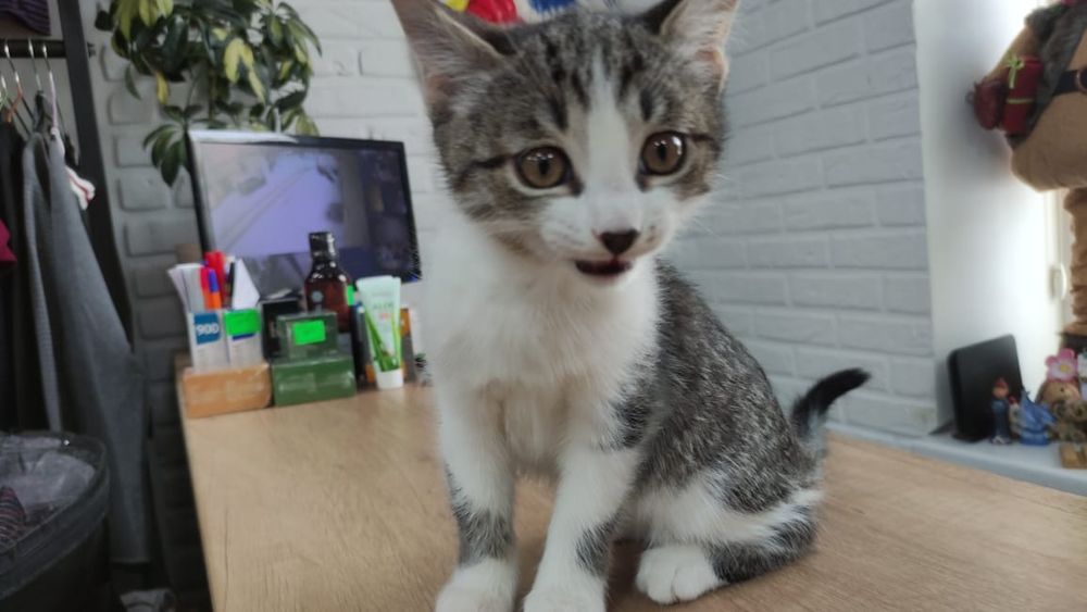 Отдам котят девочек в добрые руки