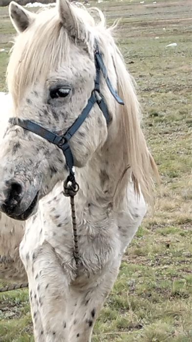 Продам лошадь в Кояндах