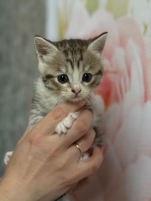 Продадим игривых котят 1 месяц  10 дней от роду