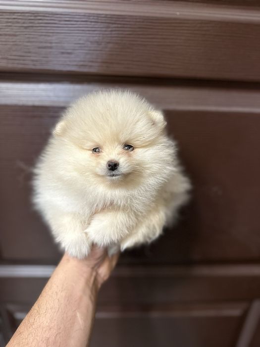 Мини померан.