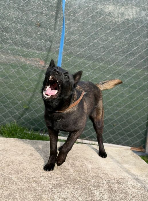 Femela Ciobanesc Belgian Malinois DRESATA
