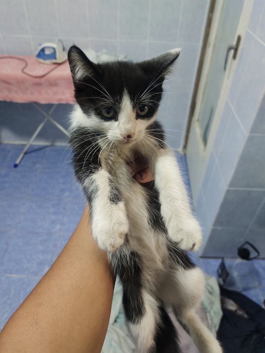 Котята оддам даром
