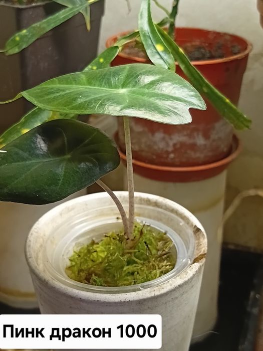 Детки алоказий продам